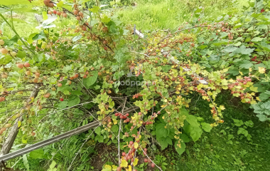 Березовский, Свердловская область, г. Березевский, спо 85, участок 34