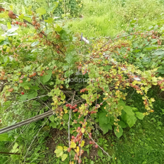 Участок | 54.00 сот. 180