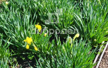 Екатеринбург, кол. сад Шиловский участок  № 11