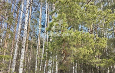 Екатеринбург, снт. Уралец,24.2