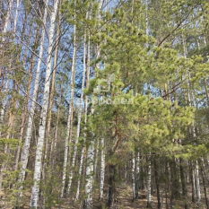 Участок | 20.00 сот. 60