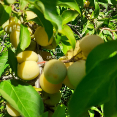 Участок | 30.00 сот. 00