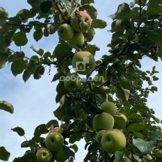 Дом | 0.00 м² 30