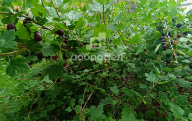 Березовский, Свердловская область, г. Березевский, спо 85, участок 34