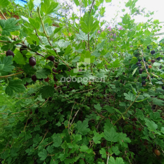 Участок | 54.00 сот. 150