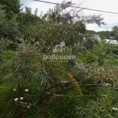 Участок | 54.00 сот. 181