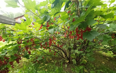 Березовский, Свердловская область, г. Березевский, спо 85, участок 34