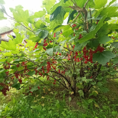 Участок | 54.00 сот. 171