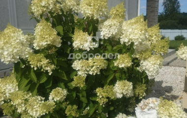 посёлок Растущий, Белоярский городской округ, 46а Петровская