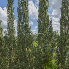 3-к квартира | 54.10 м² | 5 - 5 эт. 100