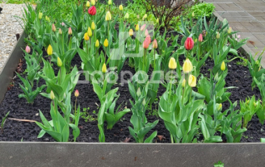 Екатеринбург, кол. сад Шиловский участок  № 11