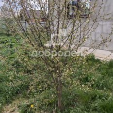 Дом | 50.00 м² 280