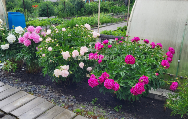 Екатеринбург, кол. сад Шиловский участок  № 11