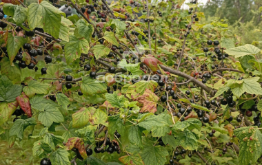 Березовский, Свердловская область, г. Березевский, спо 85, участок 34