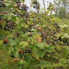 Участок | 54.00 сот. 160