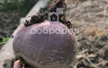 Исеть, 