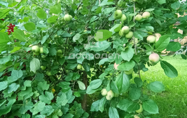 Березовский, Свердловская область, г. Березевский, спо 85, участок 34