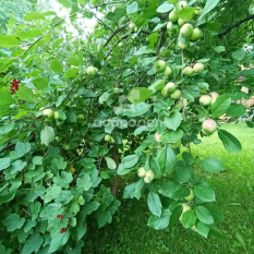 Участок | 54.00 сот. 170