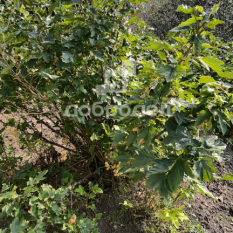 Участок 70