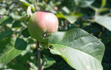 Полеводство, ул. Старожилов,34