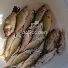 Участок | 60.00 сот. 100