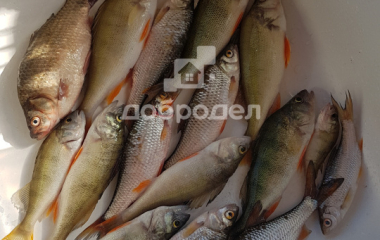 Екатеринбург, кол. сад Шиловский участок  № 11