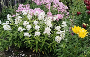 Курорт-Самоцвет, ул. Центральная