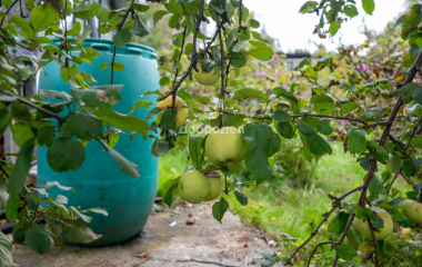 Екатеринбург, ул. Источная,СНТ Восток 4