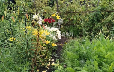 Курорт-Самоцвет, ул. Центральная