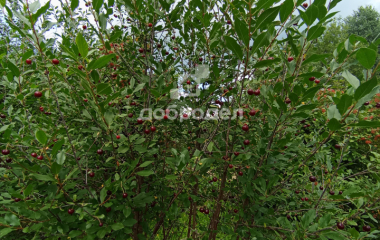 Березовский, Свердловская область, г. Березевский, спо 85, участок 34