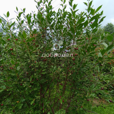 Участок | 54.00 сот. 151