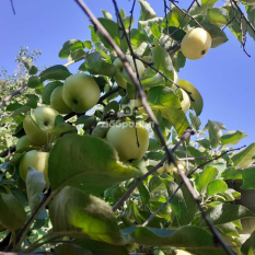 Участок | 30.00 сот. 01