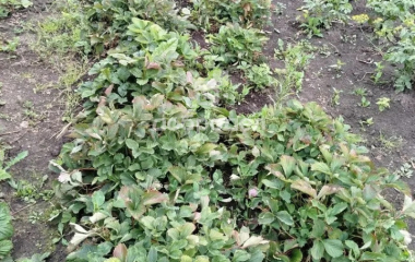 Курорт-Самоцвет, ул. Центральная